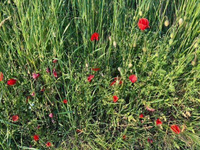 Zuid Limburg Huisje Josefien Simpelveld Eksteriør bilde
